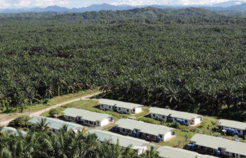 Palm Oil Plantation Business