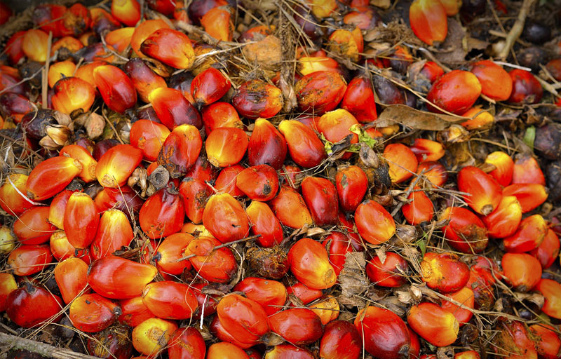 Palm Oil Plantation Business